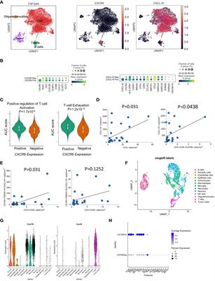 The CXCL16-CXCR6 axis in glioblastoma modulates T-cell activity in a spatiotemporal context